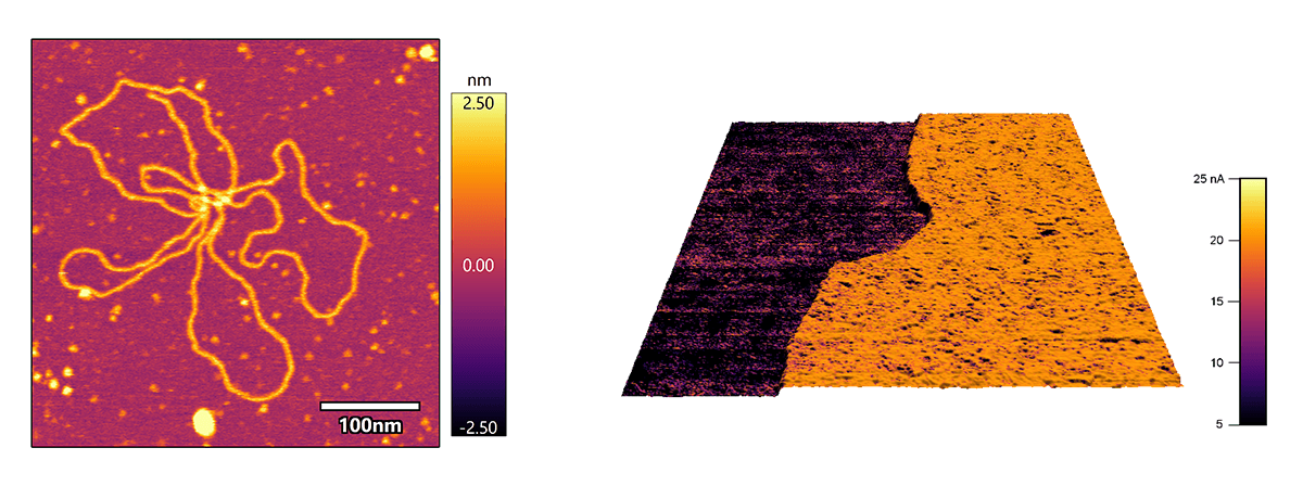 (Left) Topography image of DNA on mica imaged in buffer using liquid compatible probe holder, (Right) Electrical current image of indium tin oxide (ITO) covered glass with a discontinuous 60 nm thin layer of platinum (Pt) imaged using conductive AFM probe holder.